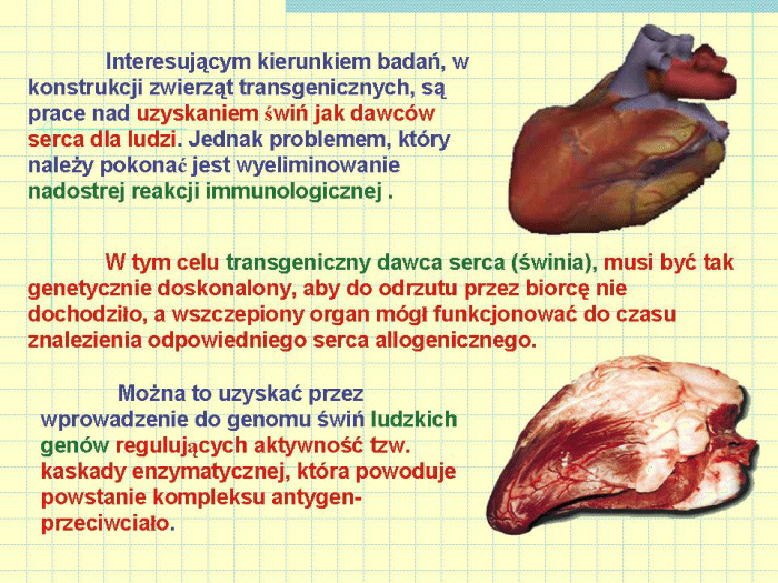 Slajd prezentacji