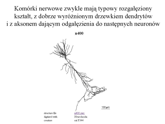 Slajd prezentacji