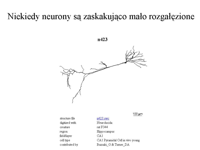 Slajd prezentacji