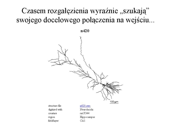 Slajd prezentacji