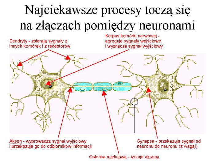 Slajd prezentacji