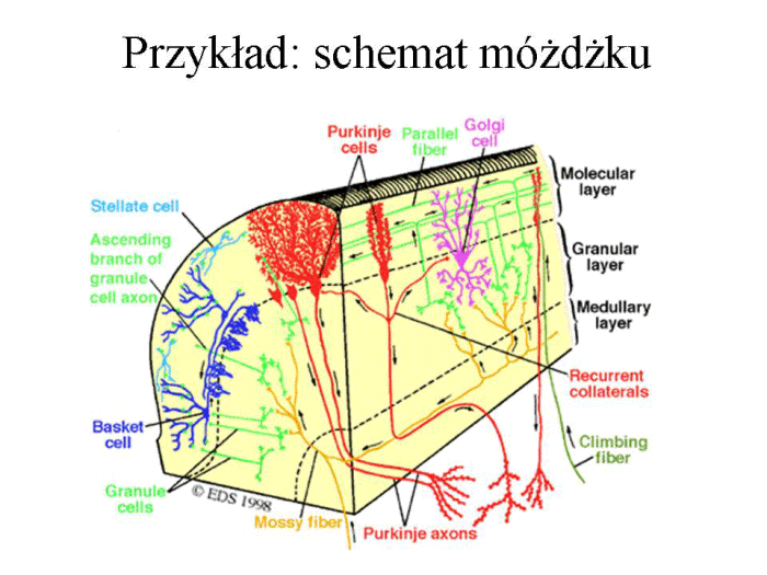 Slajd prezentacji